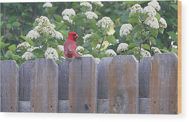 Cardinal Wood Print featuring the photograph Fence Top by Elizabeth Winter