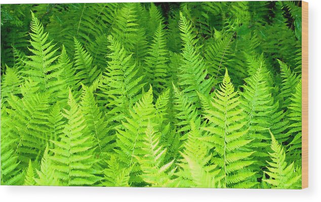 Ferns Wood Print featuring the photograph Ferns Galore filtered by Duane McCullough