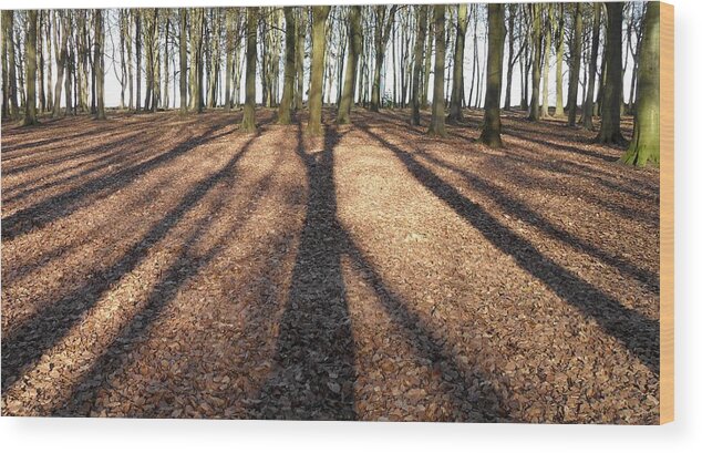 Trees Wood Print featuring the photograph Long Shadows by Michael Standen Smith