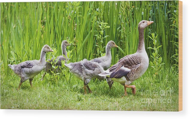 Aloof Wood Print featuring the photograph Mother goose leading goslings by Simon Bratt