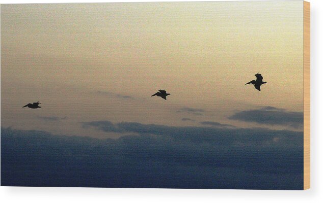 Pelicans Wood Print featuring the photograph Natures Blue Angels by Patricia Januszkiewicz