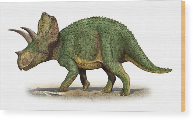 Horizontal Wood Print featuring the digital art Ojoceratops Fowleri, A Prehistoric Era by Sergey Krasovskiy
