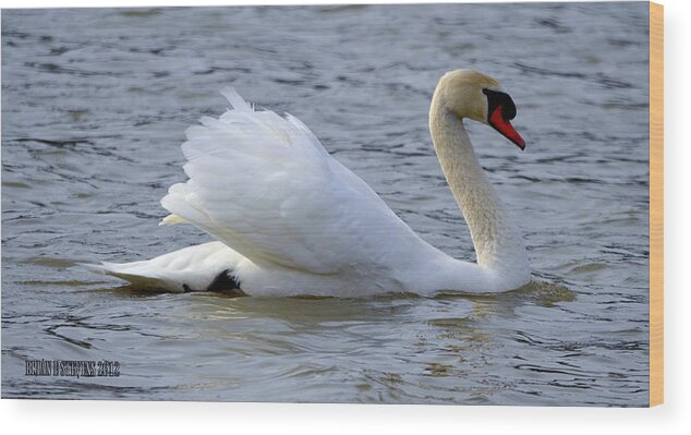 Swans Wood Print featuring the photograph Starboard by Brian Stevens