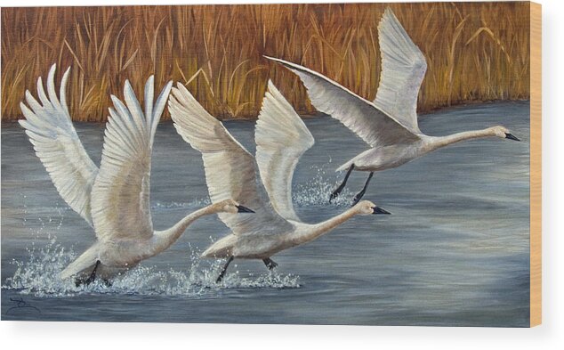 Swan Wood Print featuring the painting Taking Off by Dee Carpenter
