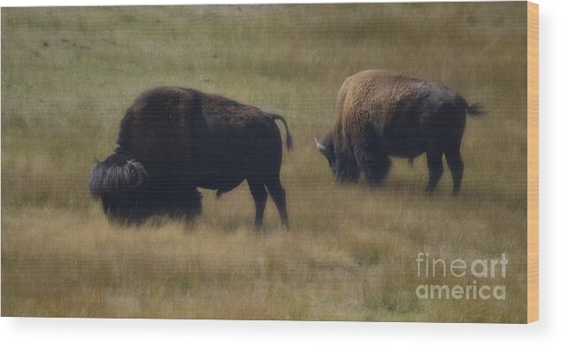 Nature Wood Print featuring the photograph Wyoming Buffalo by Donna Greene
