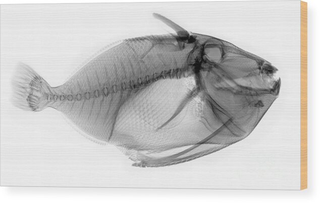 X-ray Wood Print featuring the photograph X-ray Of A Clown Triggerfish by Ted Kinsman