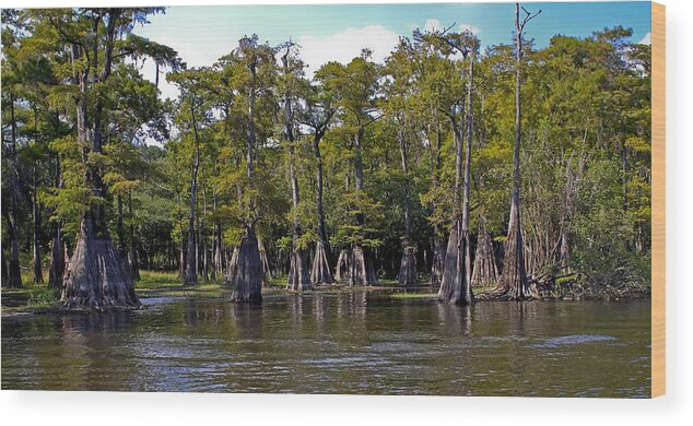 Cypress Wood Print featuring the photograph Cypress on the Suwannee by Farol Tomson