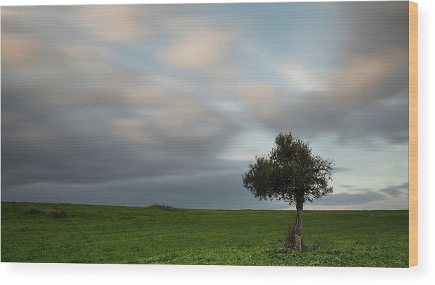 Olive Tree Wood Print featuring the photograph Lonely Olive tree with moving clouds #1 by Michalakis Ppalis