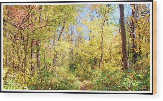 Path Wood Print featuring the photograph Narrow Path Through A Forest in Autumn, Pennsylvania #1 by A Macarthur Gurmankin