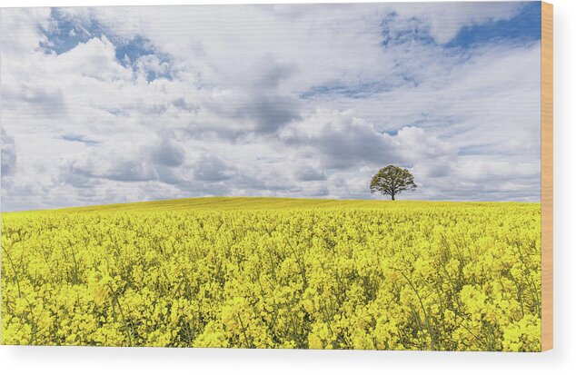 Rape Wood Print featuring the photograph A Blaze of Yellow by Nick Bywater