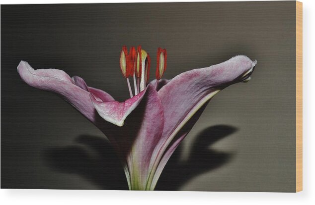 Flowers Wood Print featuring the photograph A Lily by Eileen Brymer