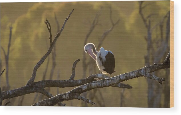 Pelican Wood Print featuring the photograph Against the Light by Diana Andersen