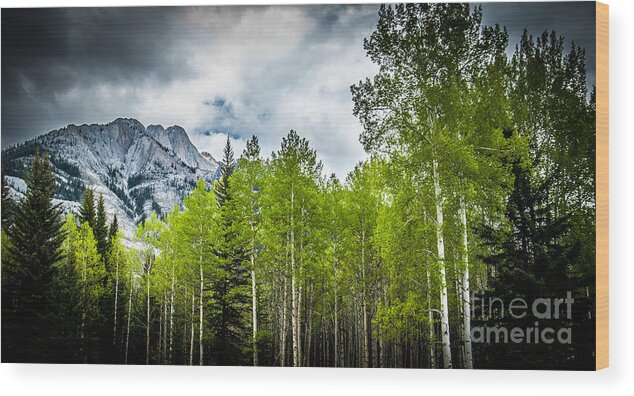 Aspen Trees Wood Print featuring the photograph Aspen Trees Canadian Rockies by Blake Webster