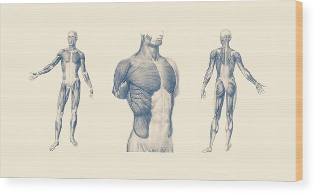 Muscles Wood Print featuring the mixed media Basic Muscular System - Multi-View - Vintage Anatomy Poster by Vintage Anatomy Prints