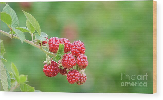 Red Wood Print featuring the photograph Berries by Andrea Anderegg