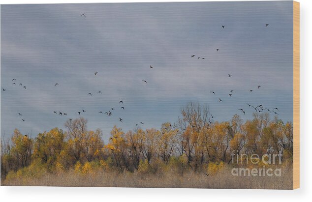 Birds Wood Print featuring the photograph Birds Upon the Sky by Elizabeth Winter