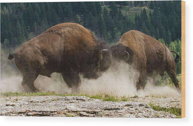 Mark Miller Photos Wood Print featuring the photograph Bison Duel by Mark Miller