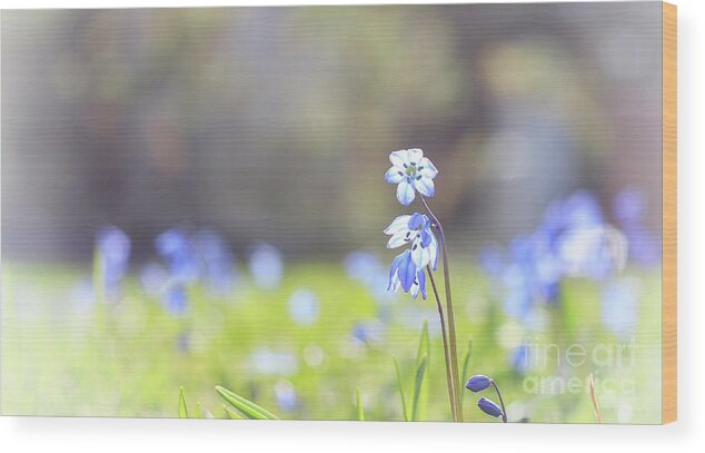 Spring Wood Print featuring the photograph Blue Flower of Scilla by Charline Xia