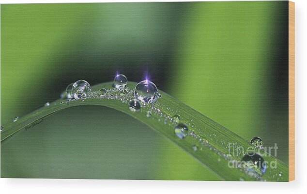 Droplets Wood Print featuring the photograph Blue light on the Droplets by Yumi Johnson