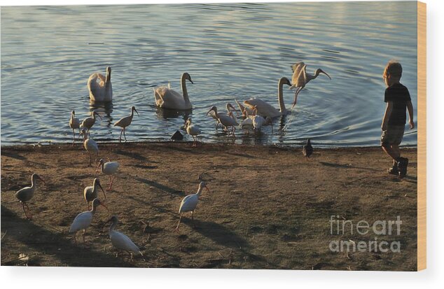 Marcia Lee Jones Wood Print featuring the photograph Boy Feeding Swans and White Ibis by Marcia Lee Jones