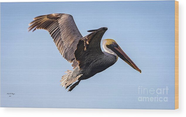 Nature Wood Print featuring the photograph Brown Pelican In Flight - Pelecanus Occidentalis by DB Hayes