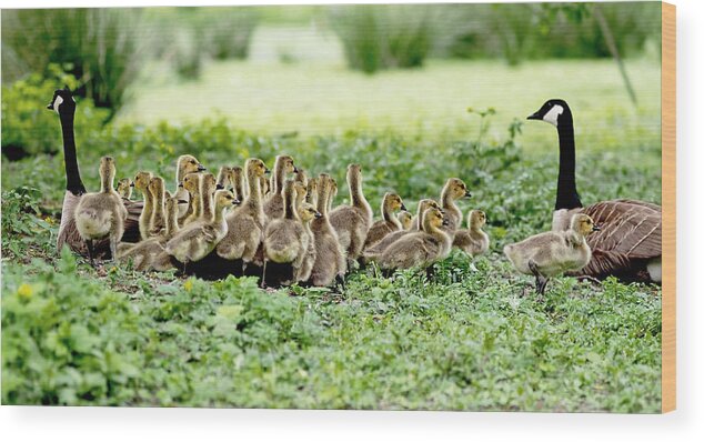 Canada Geese Wood Print featuring the photograph Canada Gosling Daycare by Rona Black