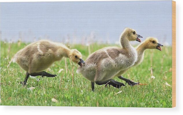 Catch Me If You Can Wood Print featuring the photograph Catch me if you can by Lynn Hopwood