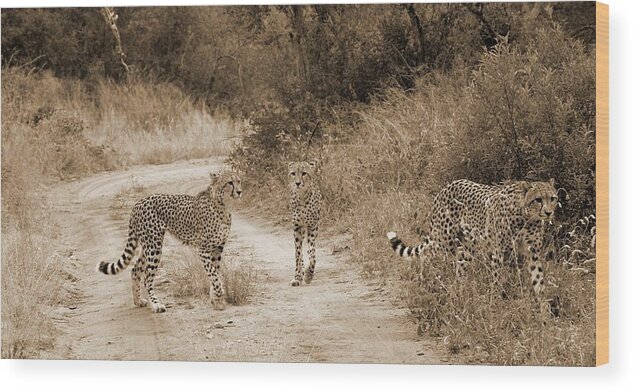 Cheetahs Wood Print featuring the photograph Cheetah Brothers by Felix Concepcion