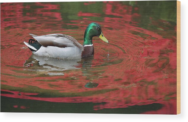 Duck Wood Print featuring the photograph Crimson reflections by Elvira Butler