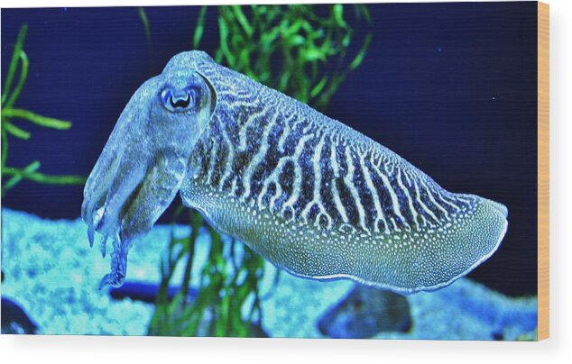 Fish Wood Print featuring the photograph Cuttlefish by Eileen Brymer