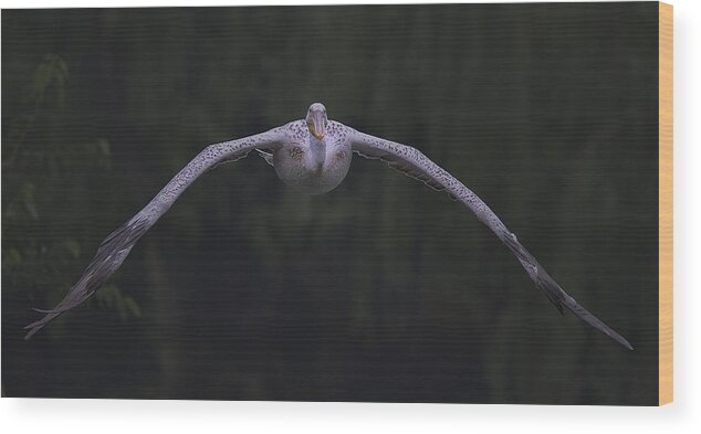 Wildlife Wood Print featuring the photograph Daily Flight by C.s.tjandra