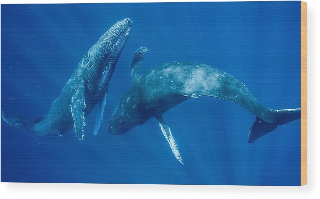 00513190 Wood Print featuring the photograph Dancing Humpback Whales by Flip Nicklin