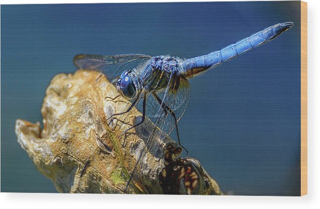 Dragon Fly Wood Print featuring the photograph Dragon Fly by Jerry Cahill