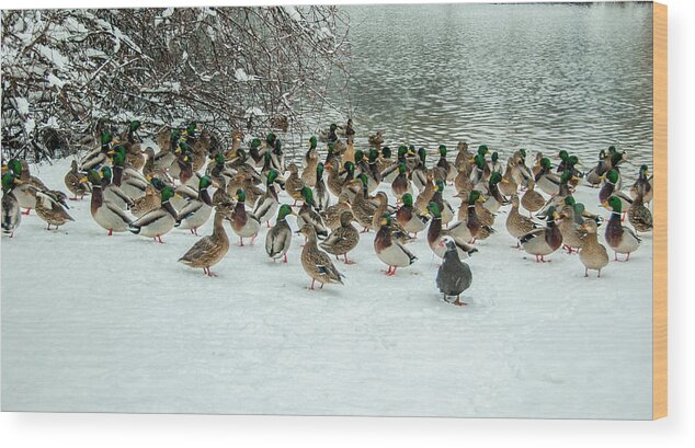 Ducks Wood Print featuring the photograph Ducks Pond In Winter by Cathy Kovarik