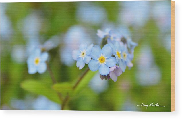 Flowers Wood Print featuring the photograph Forget-me-nots by Harry Moulton