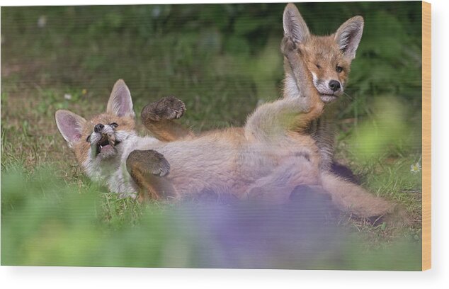 Fox Wood Print featuring the photograph Fox Cubs Playing by Pete Walkden
