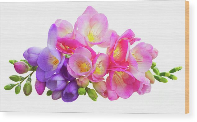 Freesia Wood Print featuring the photograph Fresh Pink and Violet Freesia Flowers by Anastasy Yarmolovich