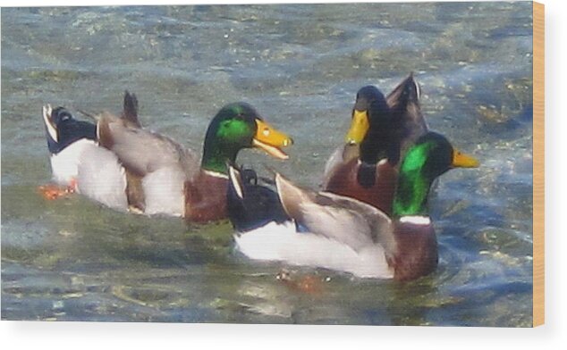 Ducks Wood Print featuring the photograph Frolicking Mallards by Lessandra Grimley