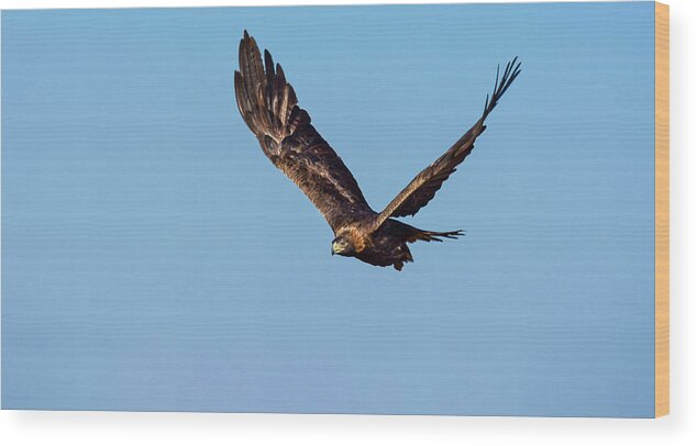 Raptor Wood Print featuring the photograph Golden Eagle 2 by Rick Mosher