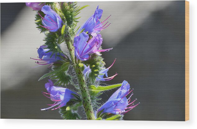 Flower Wood Print featuring the photograph Hairy Flower by Lyle Crump