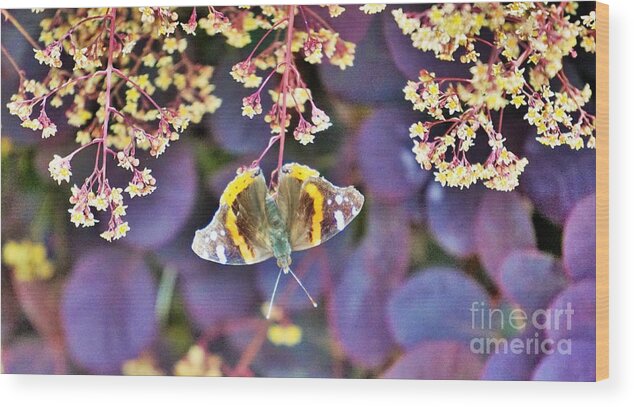 Butterfly Wood Print featuring the photograph Hanging out Wichita by Merle Grenz
