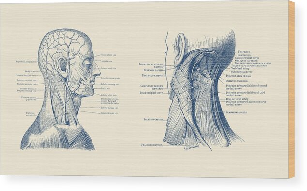 Occipital Nerve Wood Print featuring the drawing Human Venous and Circulatory Systems - Head and Neck by Vintage Anatomy Prints