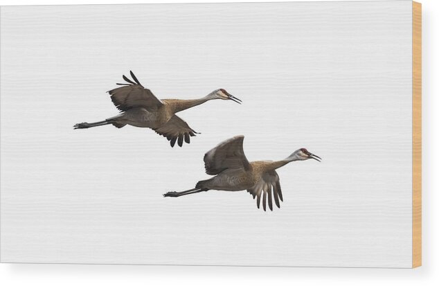 Sandhill Cranes Wood Print featuring the photograph Isolated Sandhill Cranes 2016-1 by Thomas Young