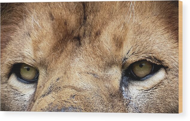 Lion Wood Print featuring the photograph Killer Eyes by Sam Rino