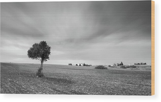 Olive Tree Wood Print featuring the photograph Lonely Olive tree by Michalakis Ppalis