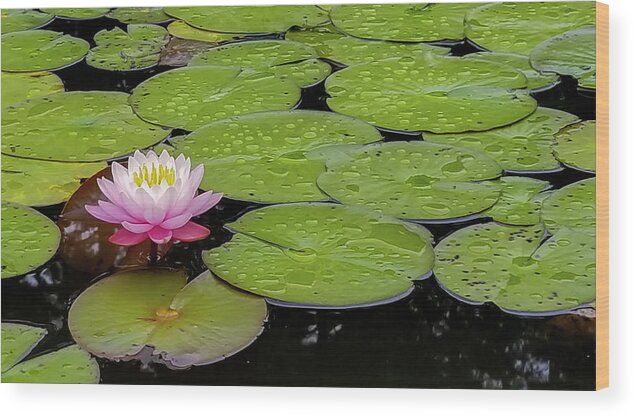 Water Lily Wood Print featuring the photograph Lotus Blossom by Holly Ross