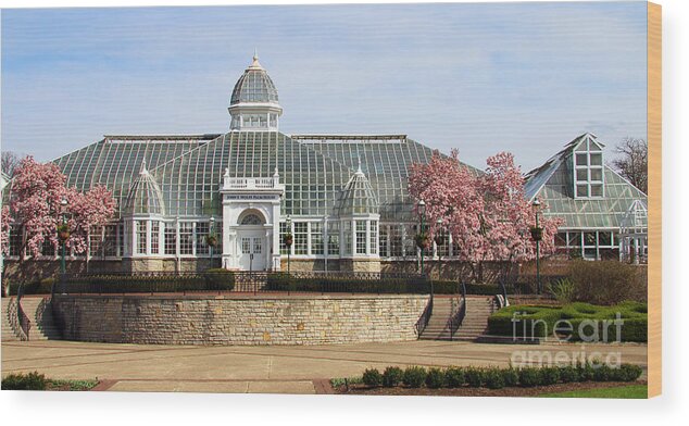 Franklin Park Conservatory Wood Print featuring the photograph Magnolias at Franklin Park Conservatory 3007 by Jack Schultz