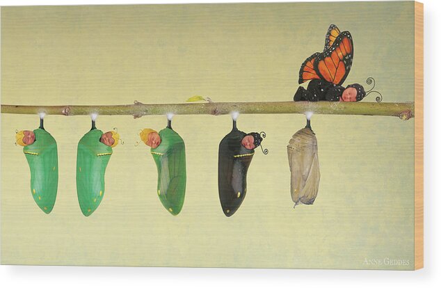 Butterfly Wood Print featuring the photograph Monarch Butterfly by Anne Geddes