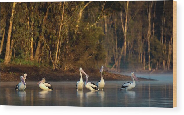 Pelican Wood Print featuring the photograph Morning on the River by Diana Andersen
