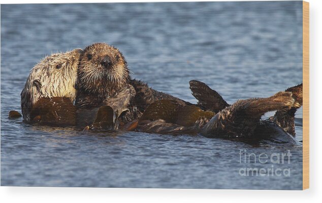 Baby Wood Print featuring the photograph Mother Sea Otter Cuddling Baby by Max Allen